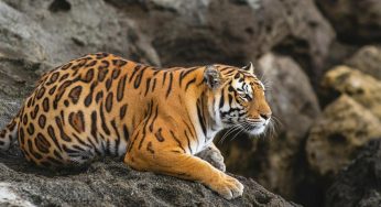 Ciclone Chido: continua la ricerca di sopravvissuti a Mayotte